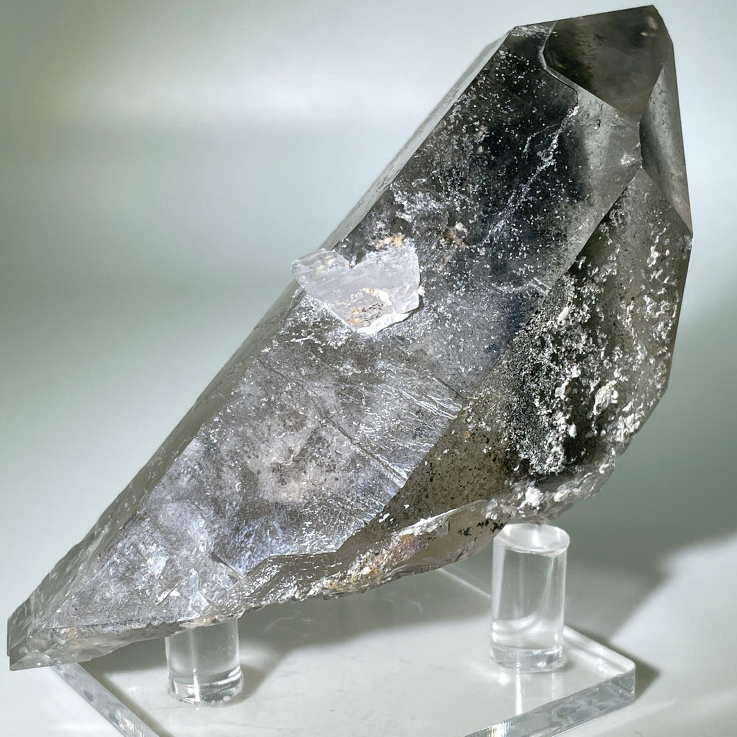 Shaman's Dream Brazil