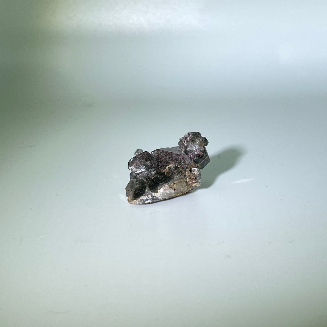 Shaman's Dream Brazil