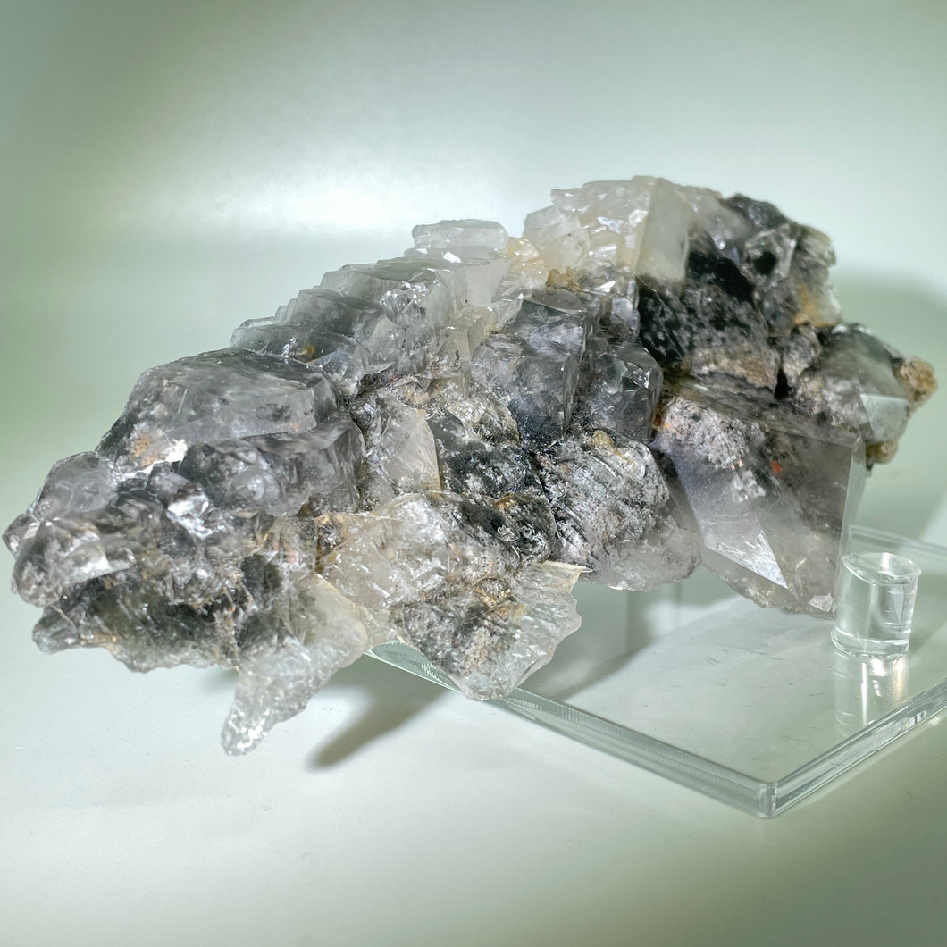 Shaman's Dream Brazil