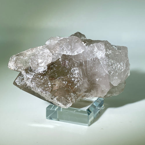 Shaman's Dream Brazil