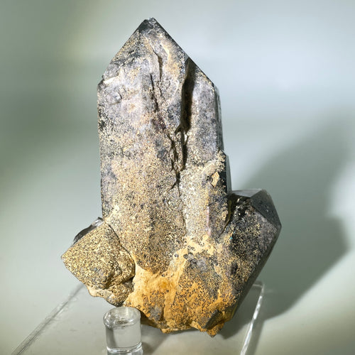 Shaman's Dream Brazil