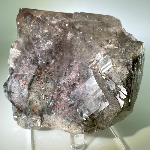 Shamans Dream Brazil